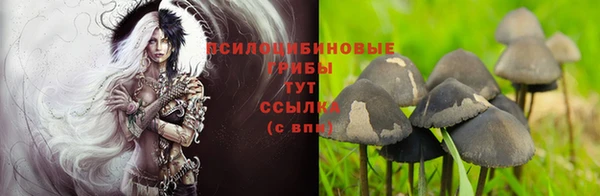 ПСИЛОЦИБИНОВЫЕ ГРИБЫ Горно-Алтайск