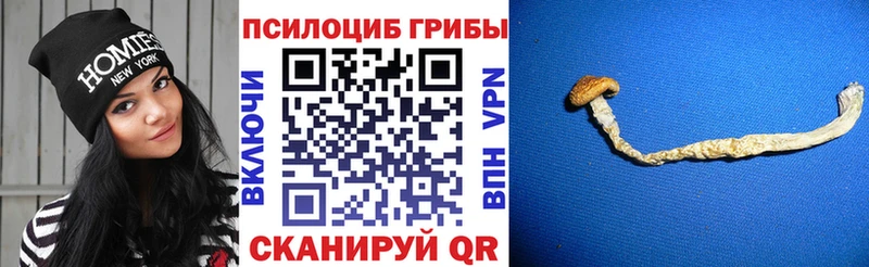 где можно купить   Пересвет  Псилоцибиновые грибы мухоморы 